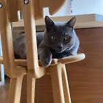 Unique With Cat In Cap Dantibes アンティーブ
